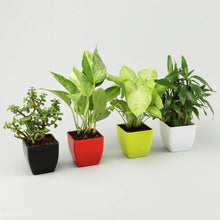 Bamboo, Syngonium, Jade & Money Plant Set