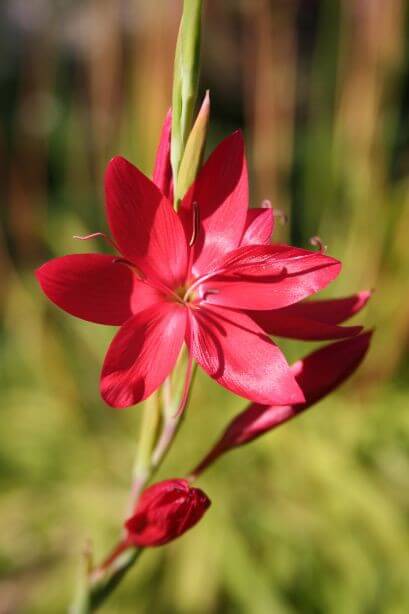 Ixia Red Flower Bulbs Pack of 5 Bulbs