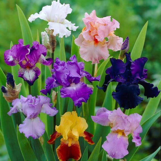 Bearded Iris Imported Flower Bulbs Multicolor 5