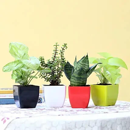 Green House Plants Combo