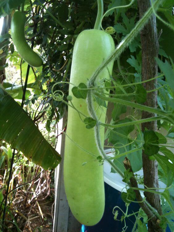 Bottle Gourd Long Imported Seeds 20-30