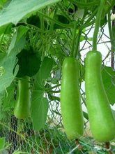 Bottle Gourd Long Imported Seeds 20-30