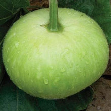 Bottle Gourd Round Imported Seeds 20-30