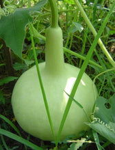 Bottle Gourd Round Imported Seeds 20-30