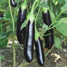 Brinjal Black Long Vegetable Imported Seeds 50-100