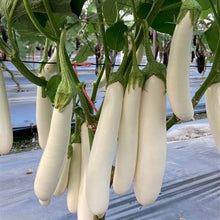 Brinjal White Long Imported Seeds 50-100