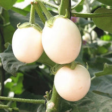 Brinjal White Round Imported Seeds 50-100