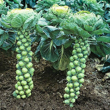 Brussels Sprouts Imported Seeds 50-100