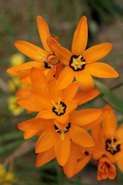 Ixia Orange Flower Bulbs Pack of 5 Bulbs