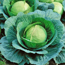 Cabbage Amrit Imported Vegetable seeds 50-100