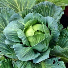 Cabbage Amrit Imported Vegetable seeds 50-100