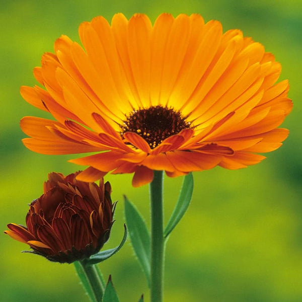 Calendula Flower Seeds, Imported Seeds 50-100