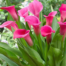 Calla Lily Imported pink Pack of 2 Bulbs