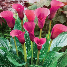 Calla Lily Imported pink Pack of 2 Bulbs