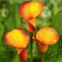 Calla Lily Imported orange Pack of 2 Bulbs