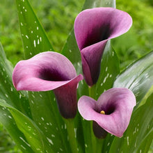 Calla Lily Imported purple Pack of 2 Bulbs