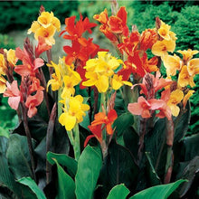 Canna lily Imported Flower Bulbs Multicolour