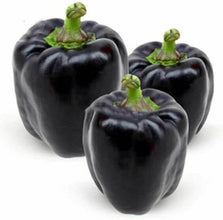 Capsicum Black Imported Seeds 30-40