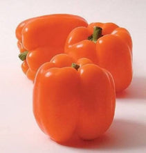 Capsicum Orange Imported Seeds 30-40