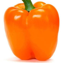 Capsicum Orange Imported Seeds 30-40