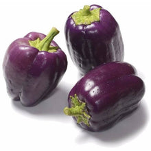 Capsicum Purple Imported Seeds 30-40