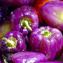 Capsicum Purple Imported Seeds 30-40