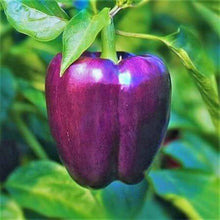 Capsicum Purple Imported Seeds 30-40