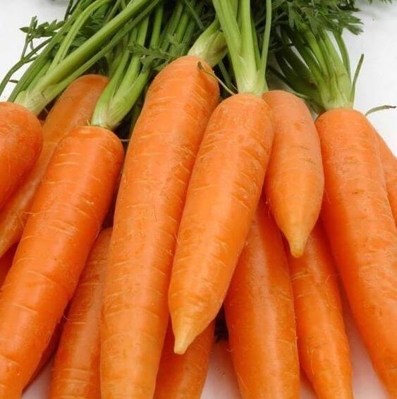 Carrot Orange Imported seeds 40-50