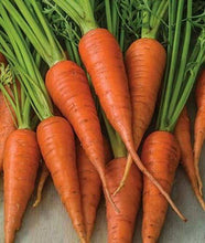 Carrot Orange Imported seeds 40-50