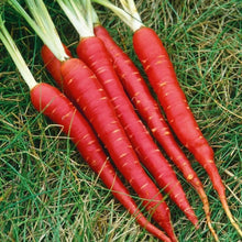 Carrot Red Imported Vegetable seeds 40-50