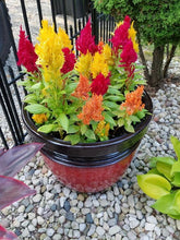 Celosia Flower Seeds, Imported Flower Seeds 50-100