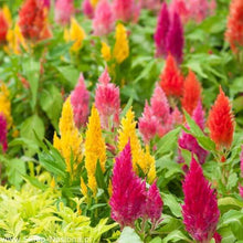 Celosia Flower Seeds, Imported Flower Seeds 50-100