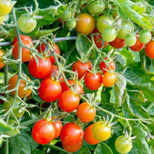 Cherry Tomato Vegetable Imported seeds 50-100