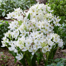 Chincherinchee/Ornithogalum Imported Flower Bulbs