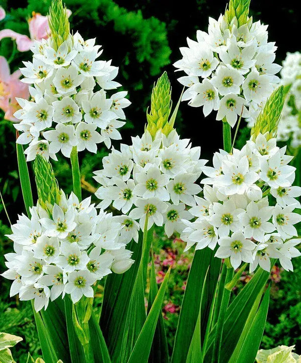 Chincherinchee/Ornithogalum Imported Flower Bulbs