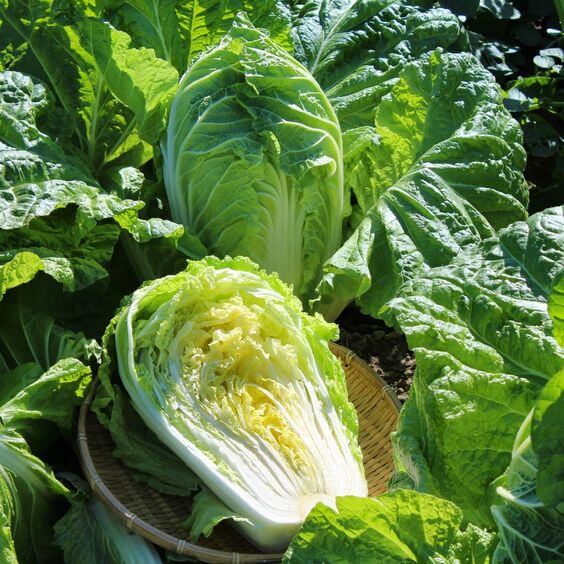 Chinese Cabbage Imported Vegetable seeds 50-100