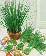 Chives Herb Seeds, Imported Seeds 40-50