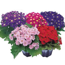 Cineraria Flower Seeds, Imported Seeds 50-100