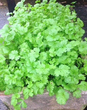 Coriander Imported Seeds 50-100