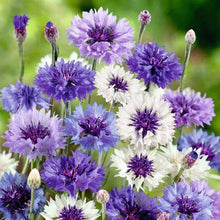 Cornflower Flower Seeds, Imported Seeds 50-100