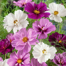 Cosmos Flower Seeds, Imported Seeds 50-100