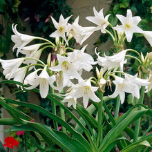 Crinum lily Imported Flower Bulbs White