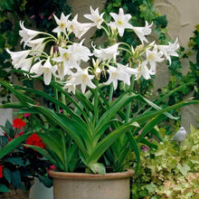 Crinum lily Imported Flower Bulbs White