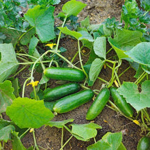 Cucumber Imported seeds 50-100