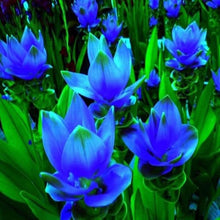 Curcuma Blue Flower Bulbs Pack of 2 Bulbs