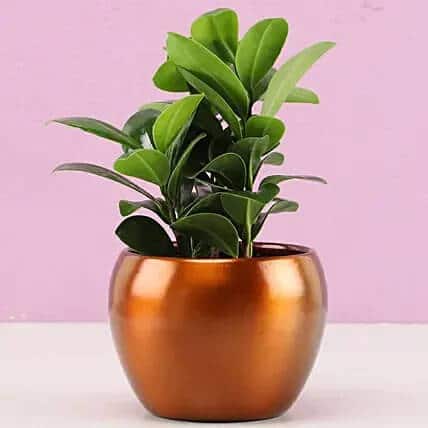 Cute Ficus Compacta Plant In Brass Pot