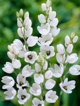 Ixia White Flower Bulbs Pack of 5 Bulbs