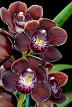 Orchid Imported Flower Bulbs