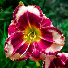 Day lily Imported Flower Bulbs Pink