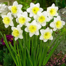 Daffodils (Ice Follies) Imported Flower Bulbs